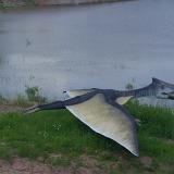 PIC07184